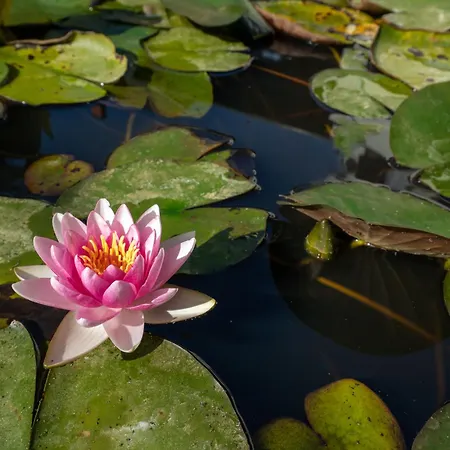 Renegade Hotel Siófok