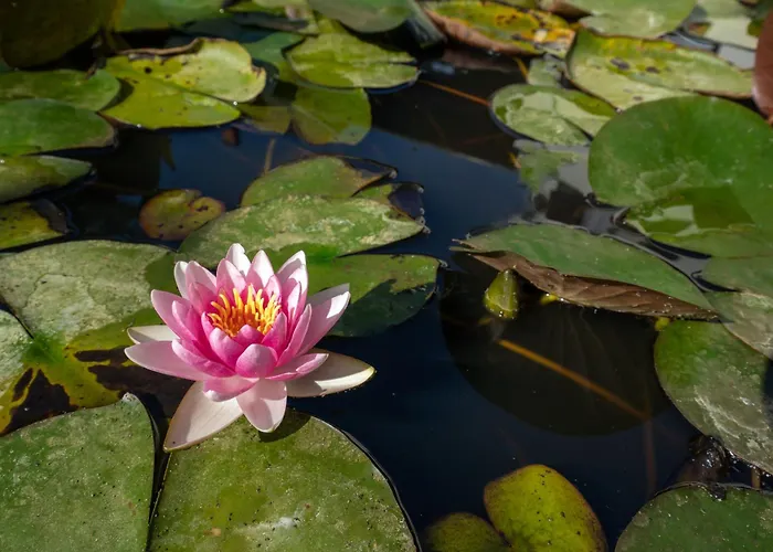 丽珍加特酒店 酒店 希欧福克